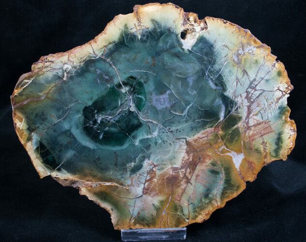 Emerald Green Zimbabwe Petrified Wood Slice #7805